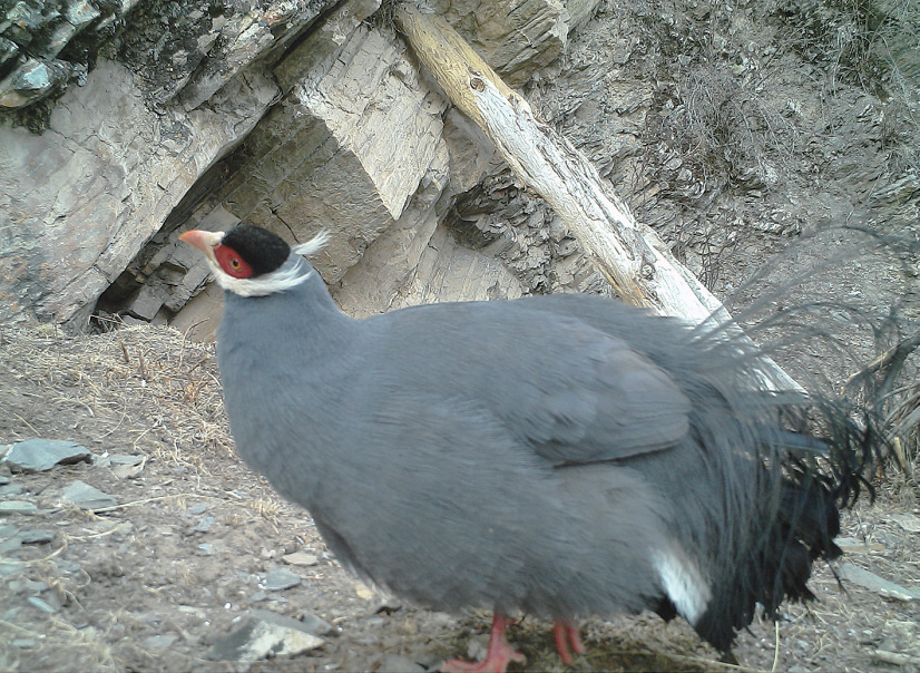 阿尼玛卿山捕获515次雪豹活动影像 该区域存在健康的雪豹种群 青海趣闻 第3张 阿尼玛卿山捕获515次雪豹活动影像 该区域存在健康的雪豹种群 青海趣闻 第3张